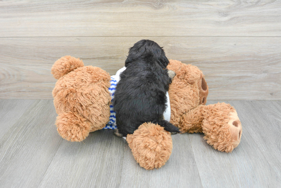 Energetic Shihpoo Poodle Mix Puppy