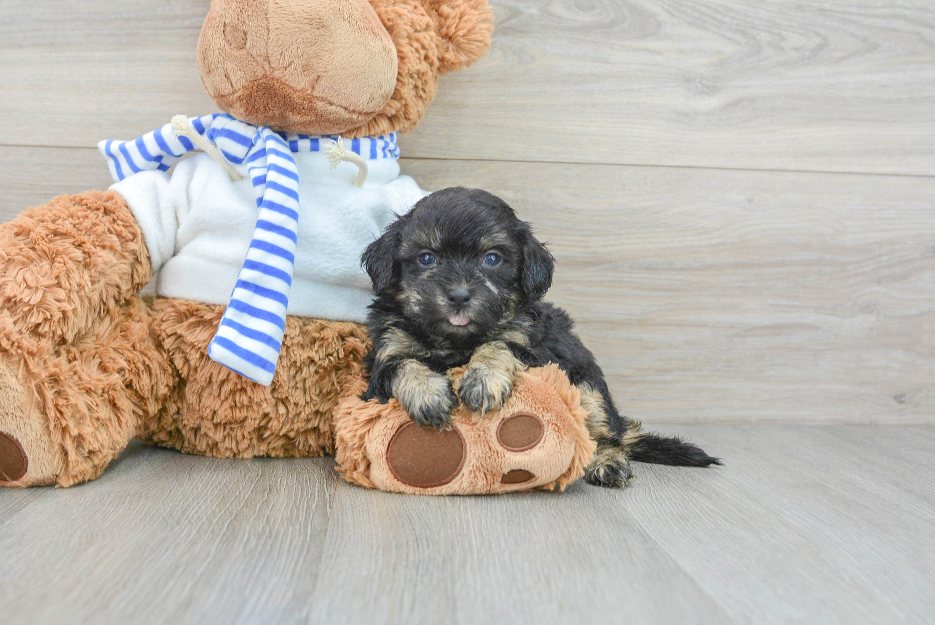 Best Shih Poo Baby