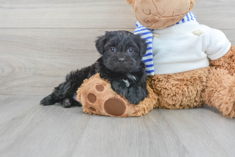 Best Shih Poo Baby