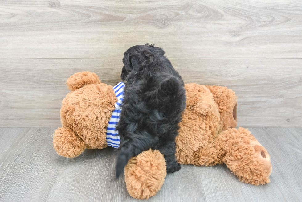 Little Shih Poo Poodle Mix Puppy