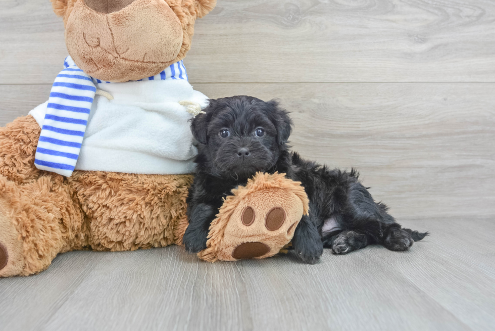 Shih Poo Pup Being Cute