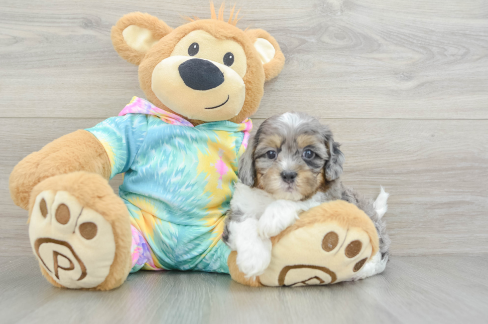 6 week old Shih Poo Puppy For Sale - Premier Pups