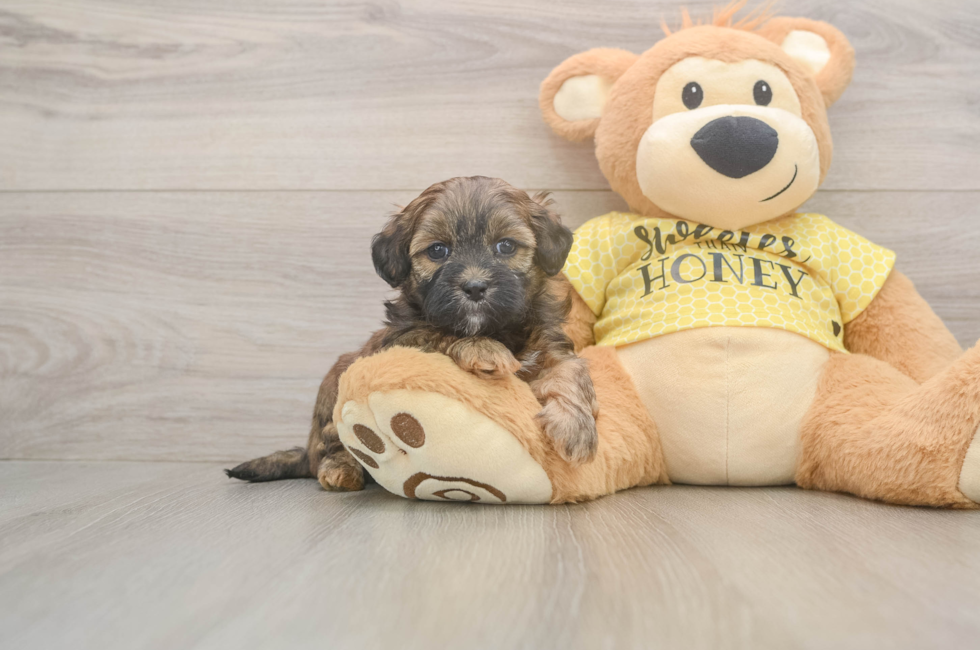 5 week old Shih Poo Puppy For Sale - Premier Pups