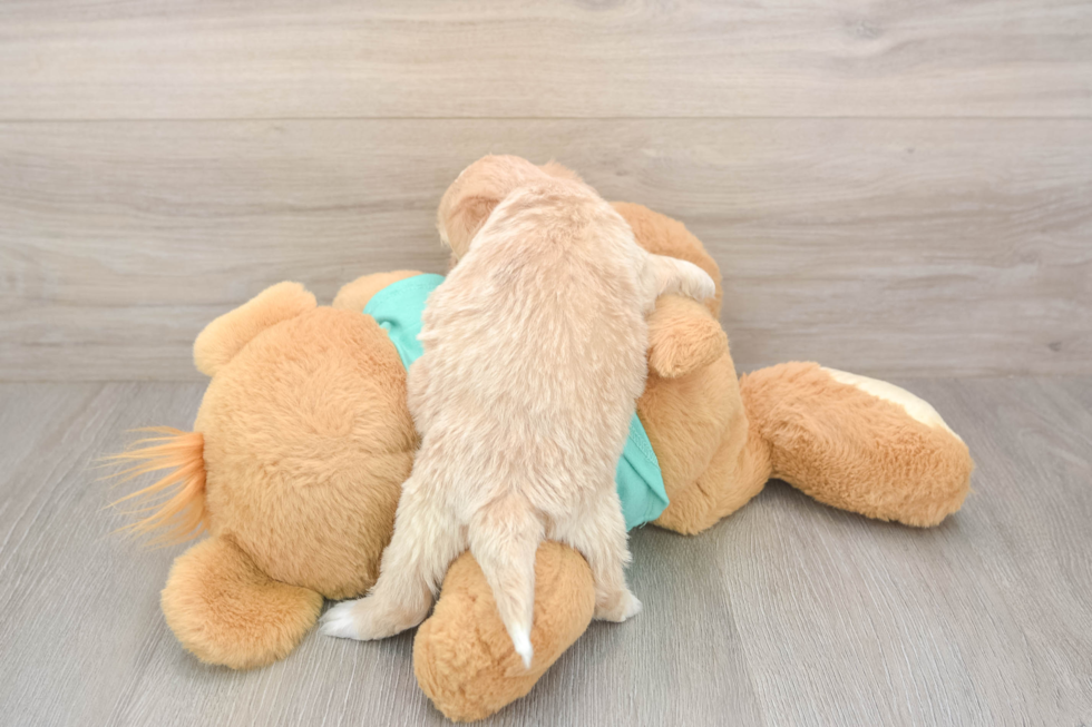 Meet Declan - our Shih Poo Puppy Photo  2/2 - Premier Pups Happy Shih Poo Baby