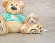 7 week old Shih Poo Puppy For Sale - Premier Pups