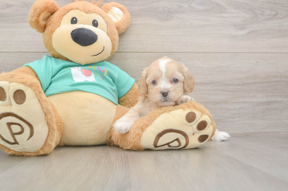 5 week old Shih Poo Puppy For Sale - Premier Pups