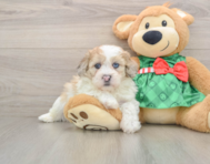 5 week old Shih Poo Puppy For Sale - Premier Pups