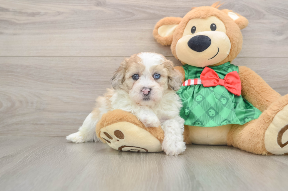 5 week old Shih Poo Puppy For Sale - Premier Pups