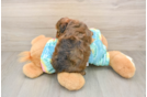 Small Shih Poo Baby