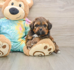 5 week old Shih Poo Puppy For Sale - Premier Pups