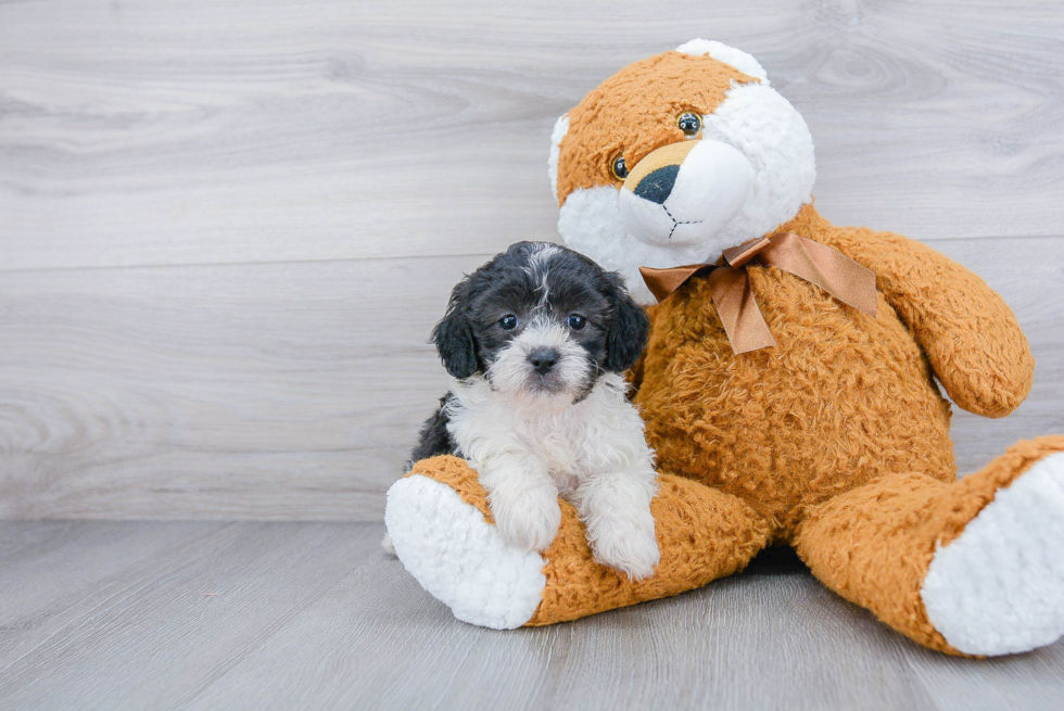 Best Shih Poo Baby