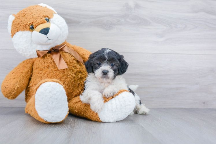 Shih Poo Puppy for Adoption