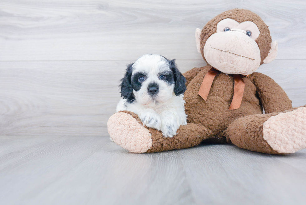 Shih Poo Pup Being Cute