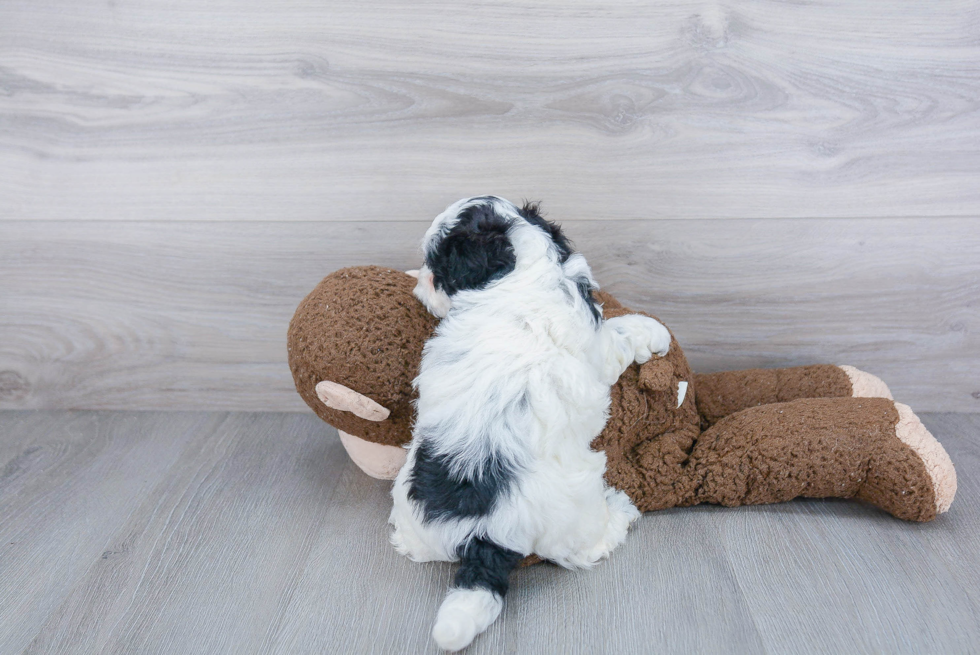 Shih Poo Pup Being Cute