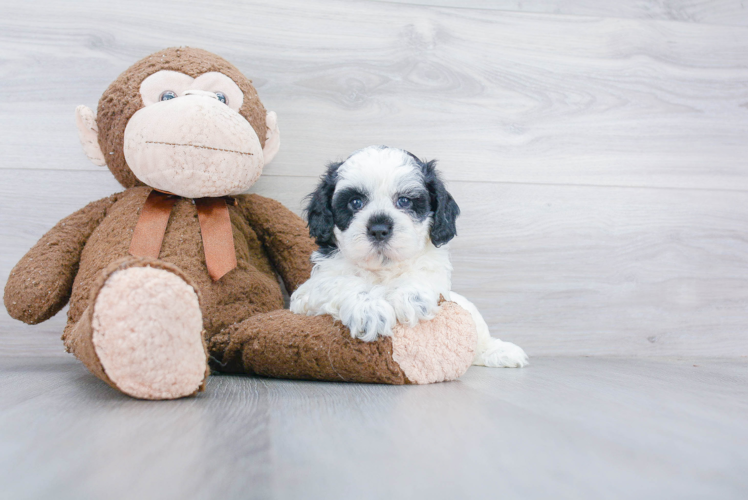 Sweet Shih Poo Baby