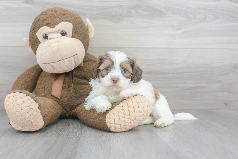 Funny Shih Poo Poodle Mix Pup