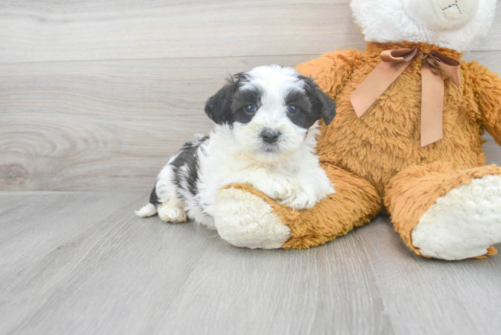 Shih Poo Pup Being Cute