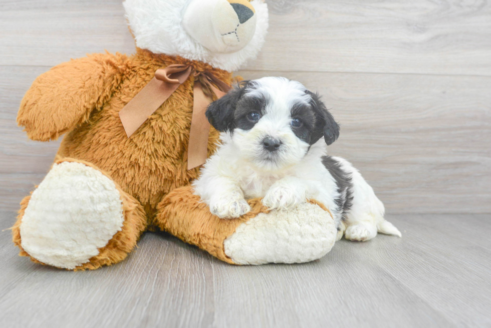 Best Shih Poo Baby