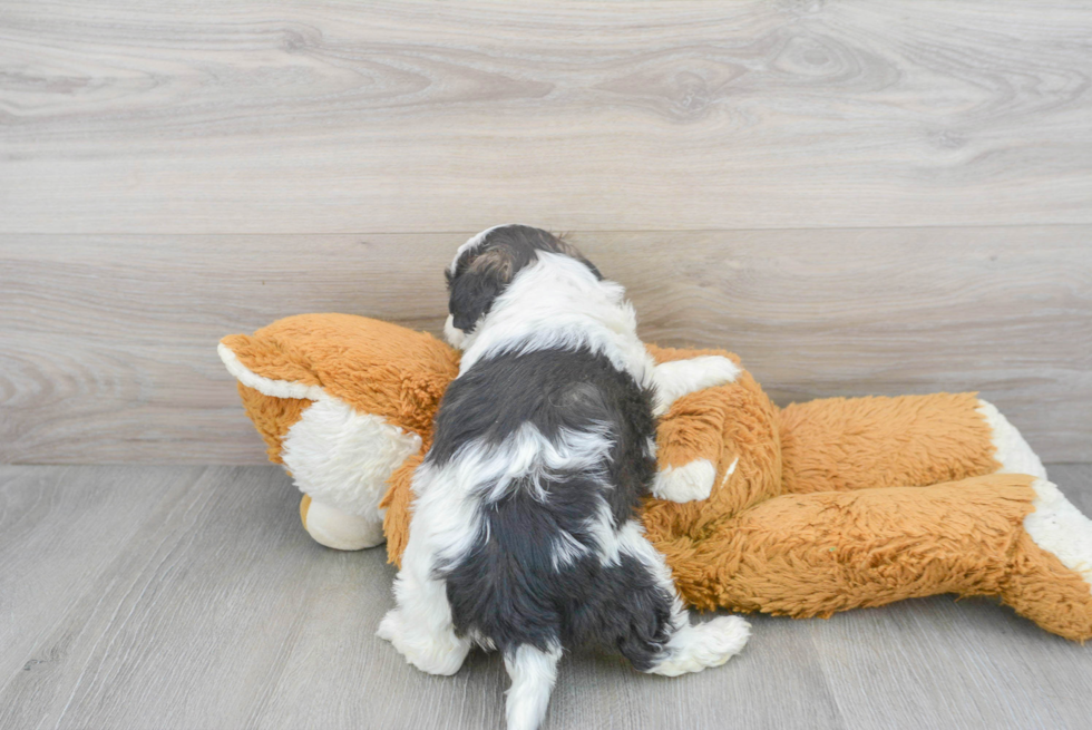 Shih Poo Pup Being Cute