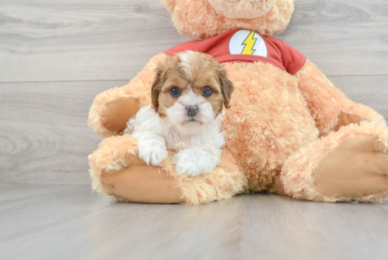 Shih Poo Pup Being Cute