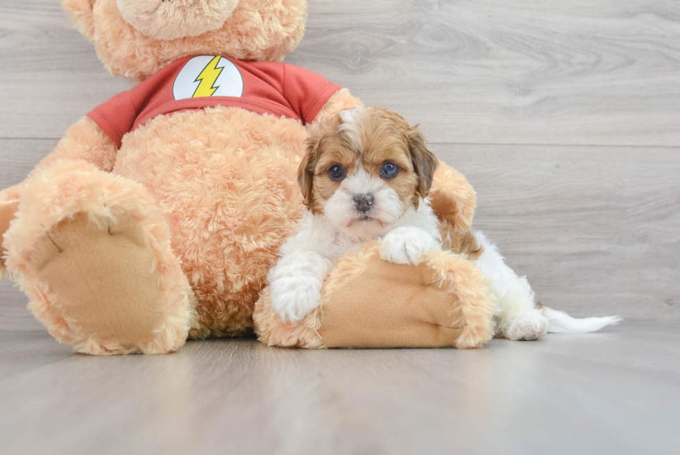 Little Shih Poo Poodle Mix Puppy