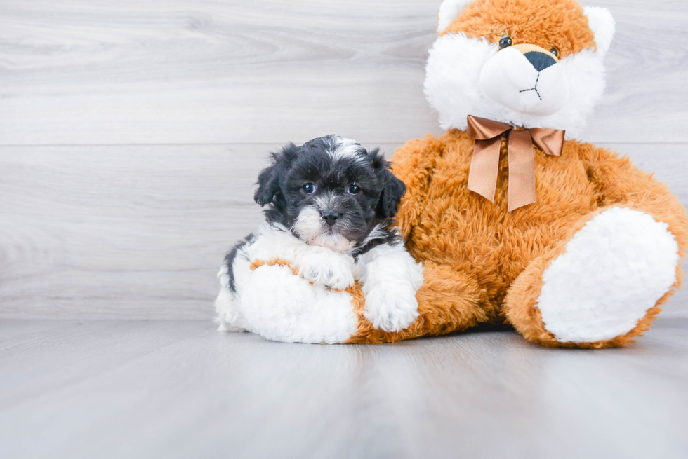 Shih Poo Puppy for Adoption