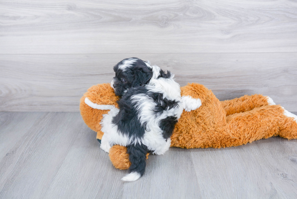 Smart Shih Poo Poodle Mix Pup