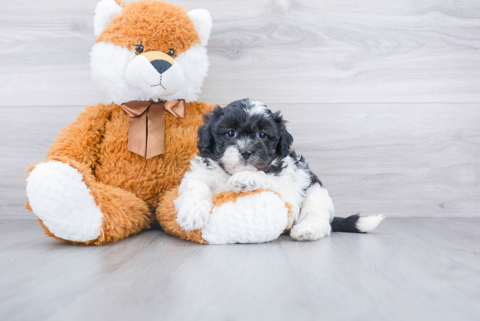 Shih Poo Puppy for Adoption