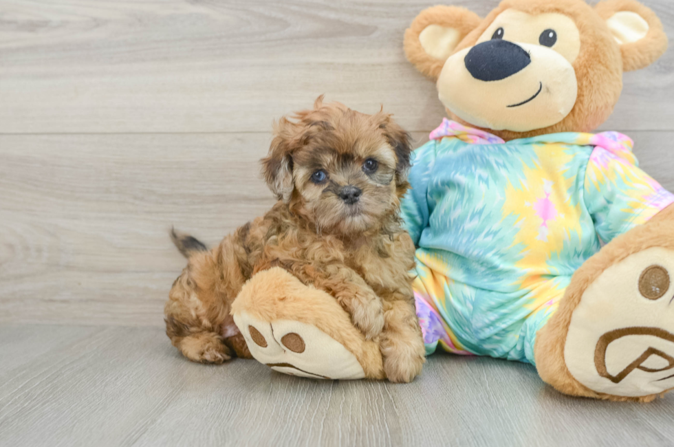 6 week old Shih Poo Puppy For Sale - Premier Pups