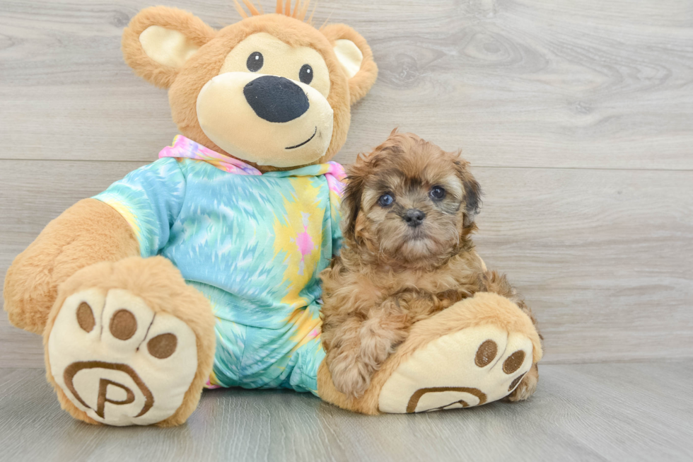 Fluffy Shih Poo Poodle Mix Pup