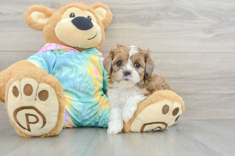 6 week old Shih Poo Puppy For Sale - Premier Pups