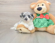 7 week old Shih Poo Puppy For Sale - Premier Pups