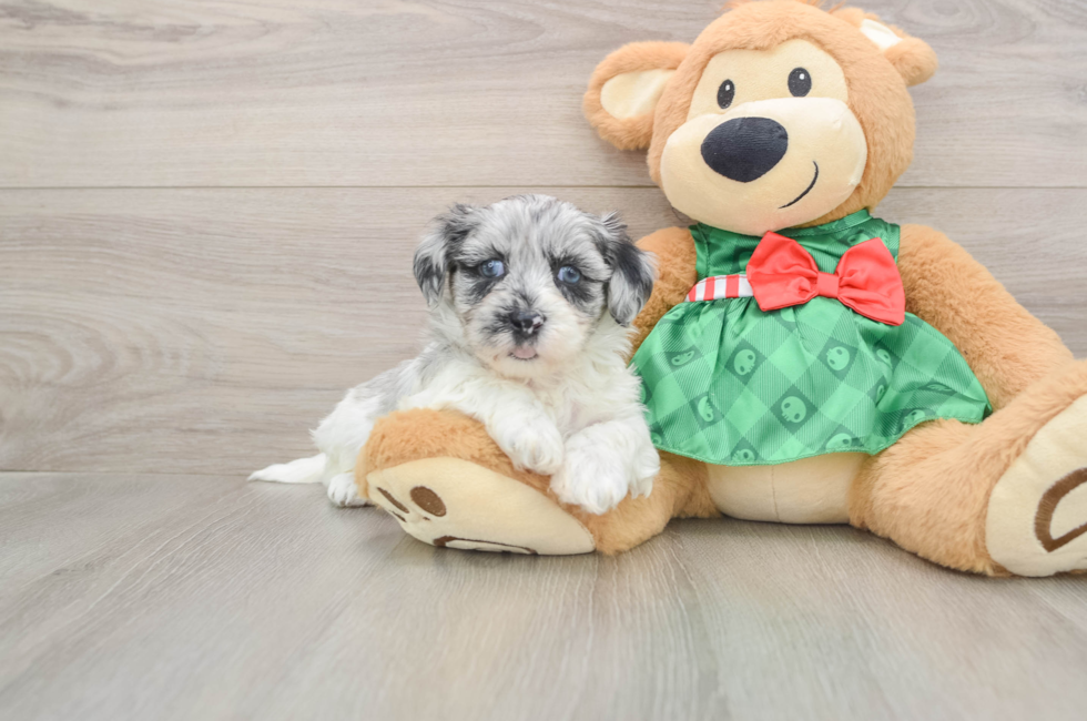 5 week old Shih Poo Puppy For Sale - Premier Pups