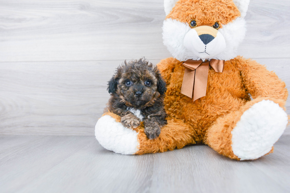 Shih Poo Pup Being Cute