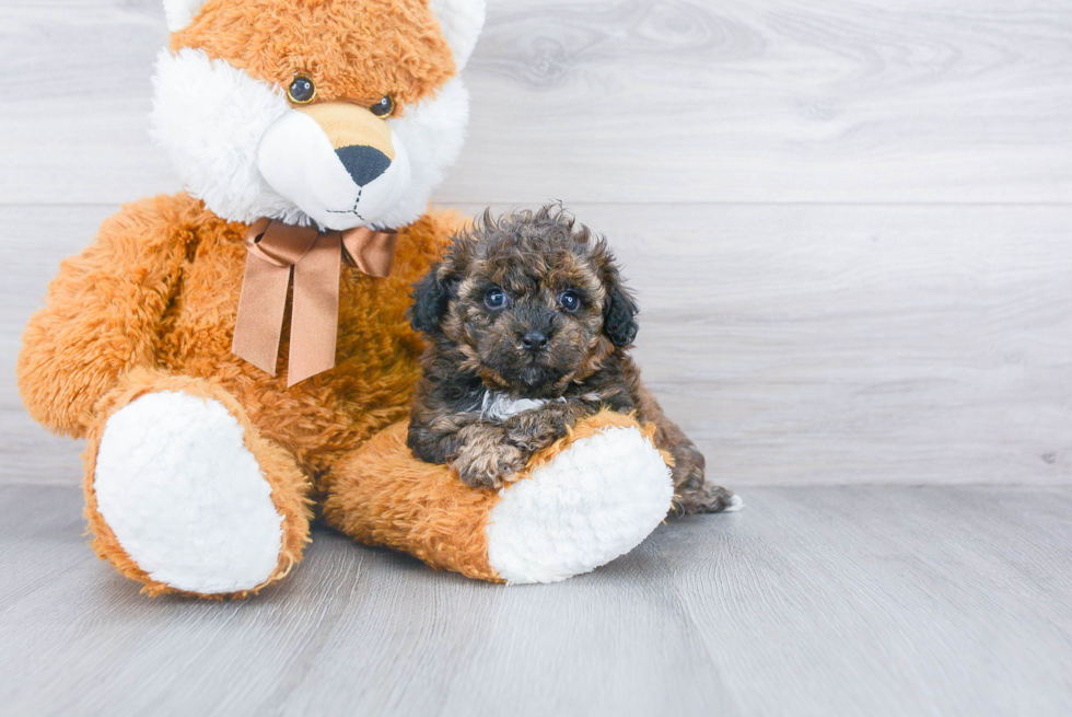 Shih Poo Pup Being Cute