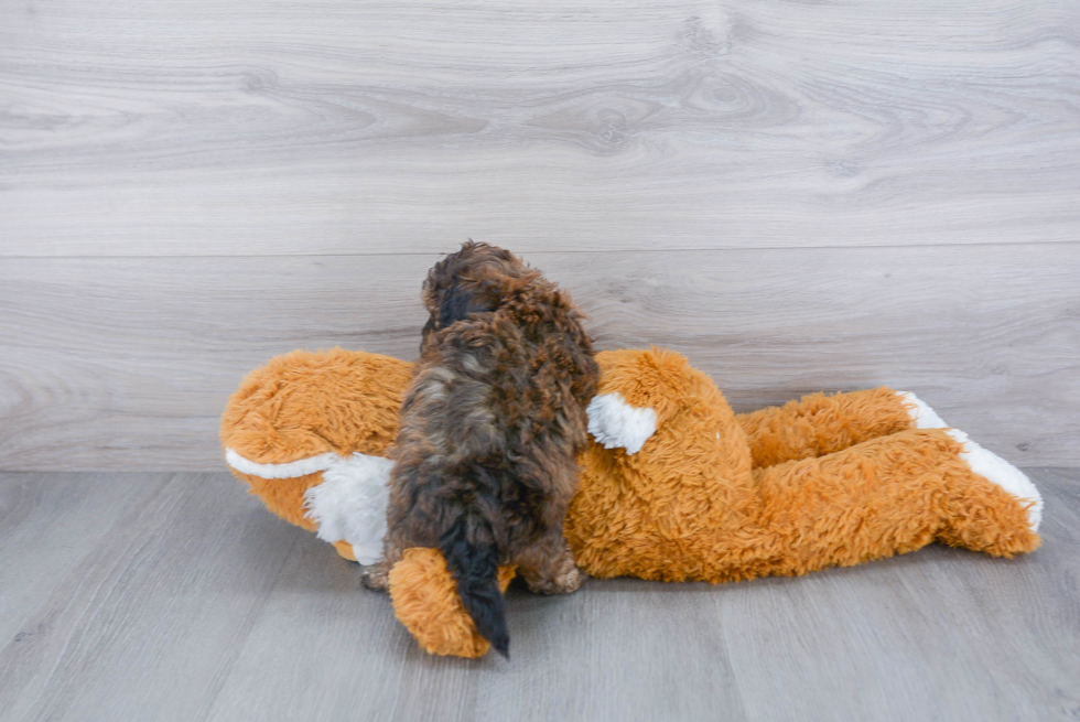 Shih Poo Puppy for Adoption