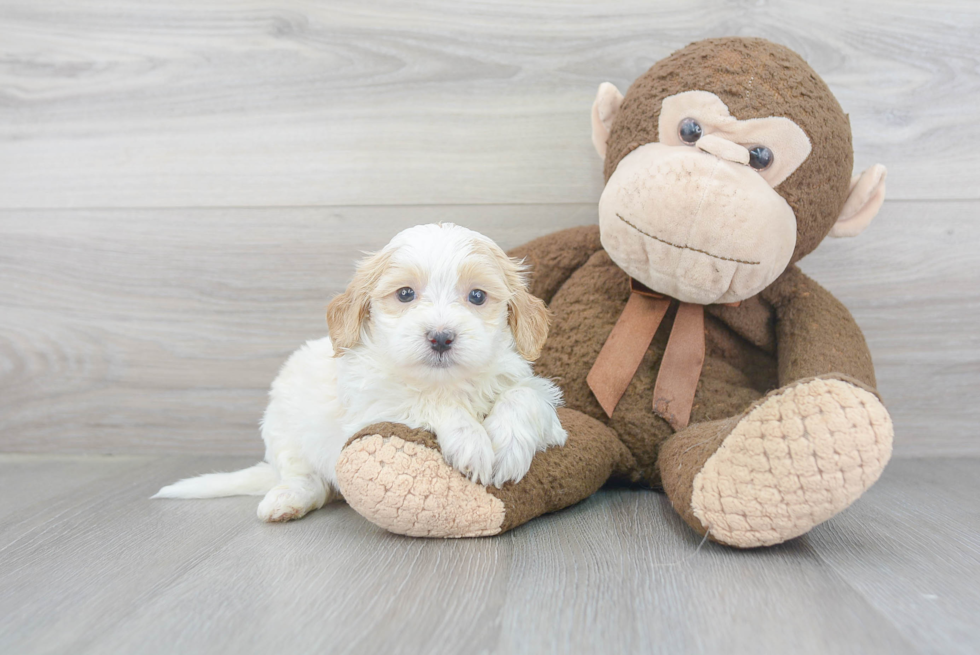 Smart Shih Poo Poodle Mix Pup