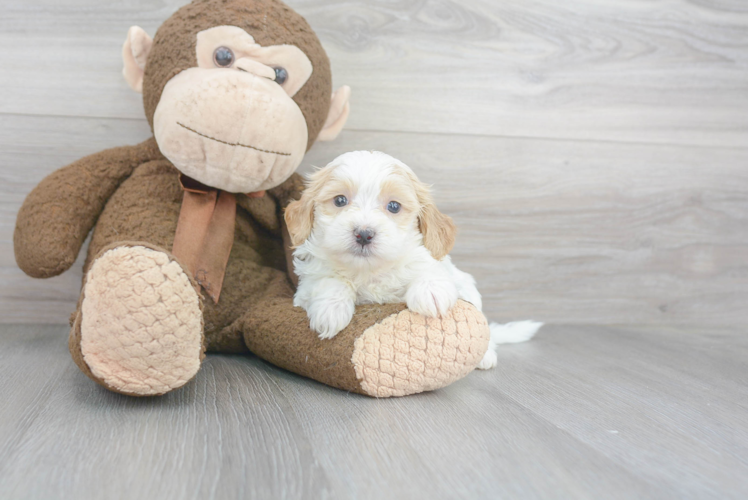 Small Shih Poo Baby