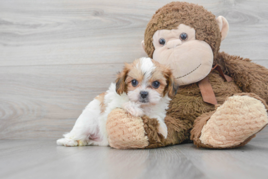 Fluffy Shih Poo Poodle Mix Pup