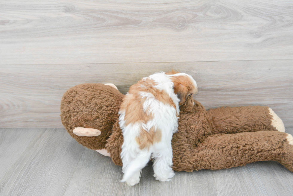 Little Shihpoo Poodle Mix Puppy