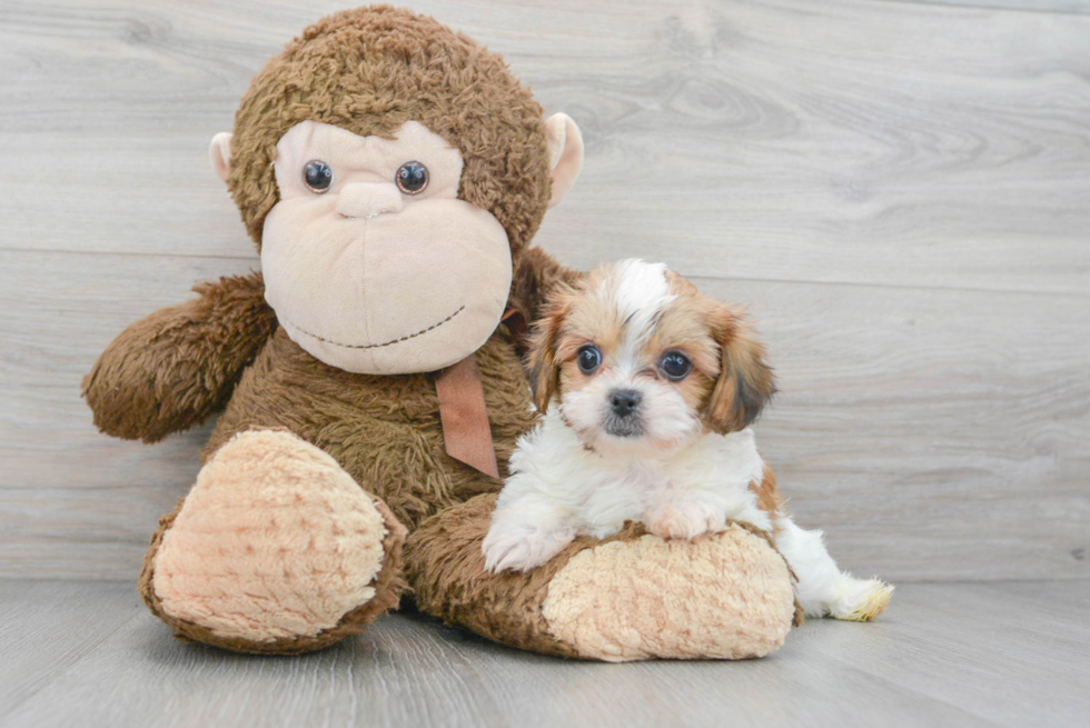 Playful Shih Poo Poodle Mix Puppy