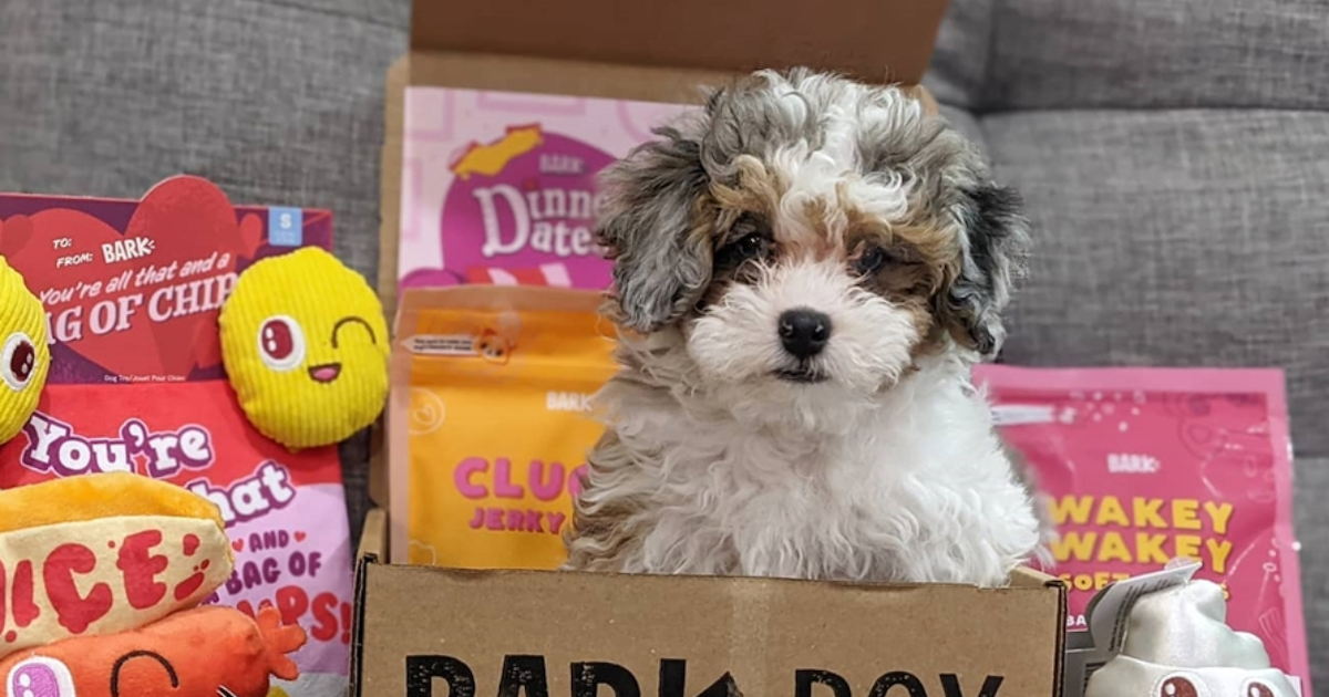 Shih Poo Shih Tzu Older Dogs For Sale 30 'Hypoallergenic' Dogs