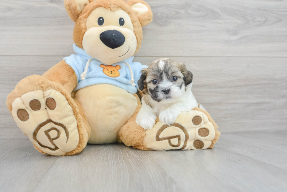 Hypoallergenic Shihpoo Poodle Mix Puppy