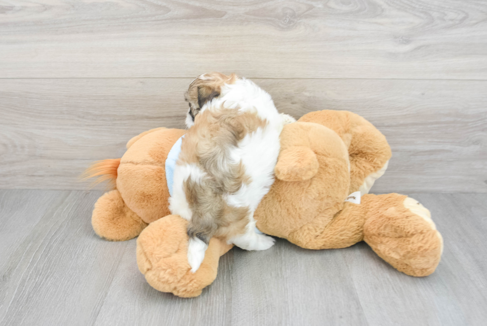Friendly Shih Poo Baby