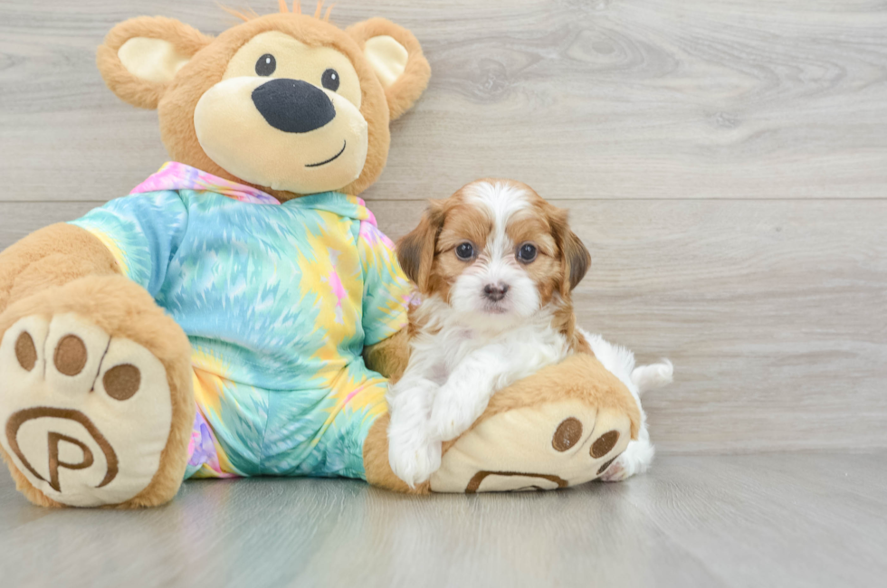 6 week old Shih Poo Puppy For Sale - Premier Pups