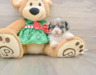 7 week old Shih Poo Puppy For Sale - Premier Pups