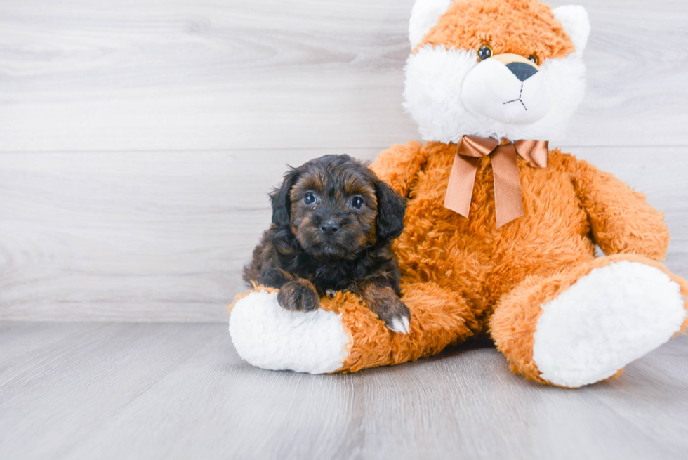 Playful Shihpoo Poodle Mix Puppy