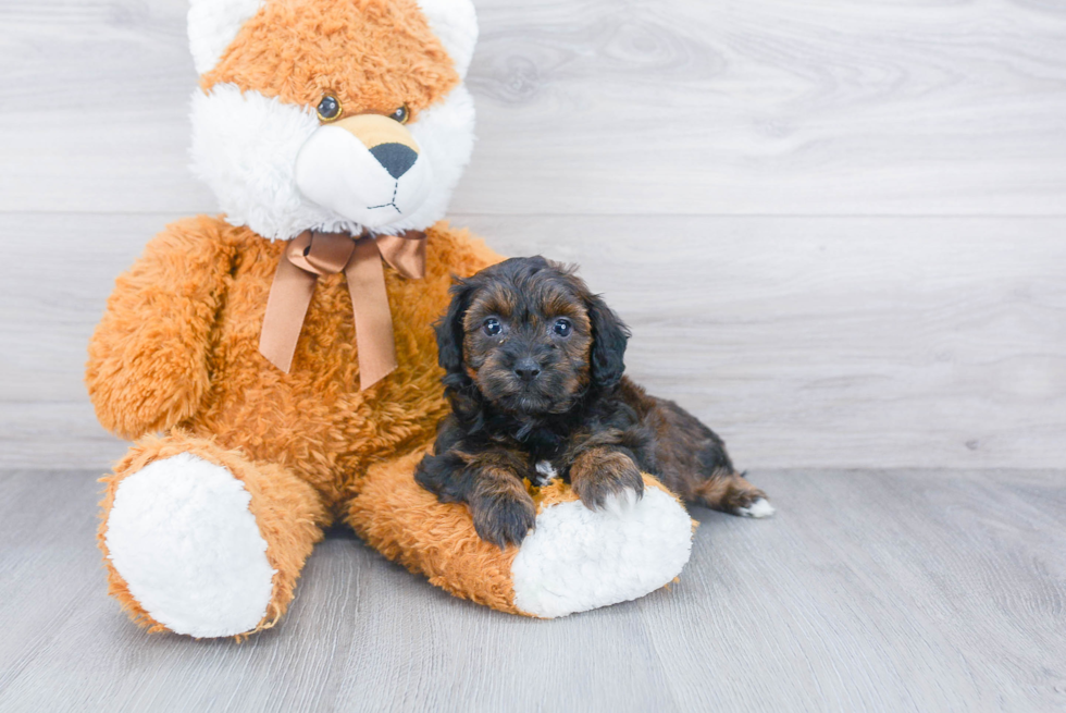 Hypoallergenic Shih Poo Poodle Mix Puppy