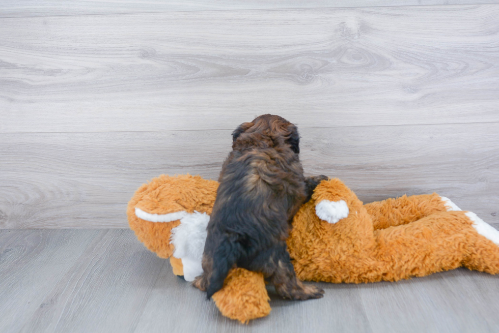 Shih Poo Puppy for Adoption