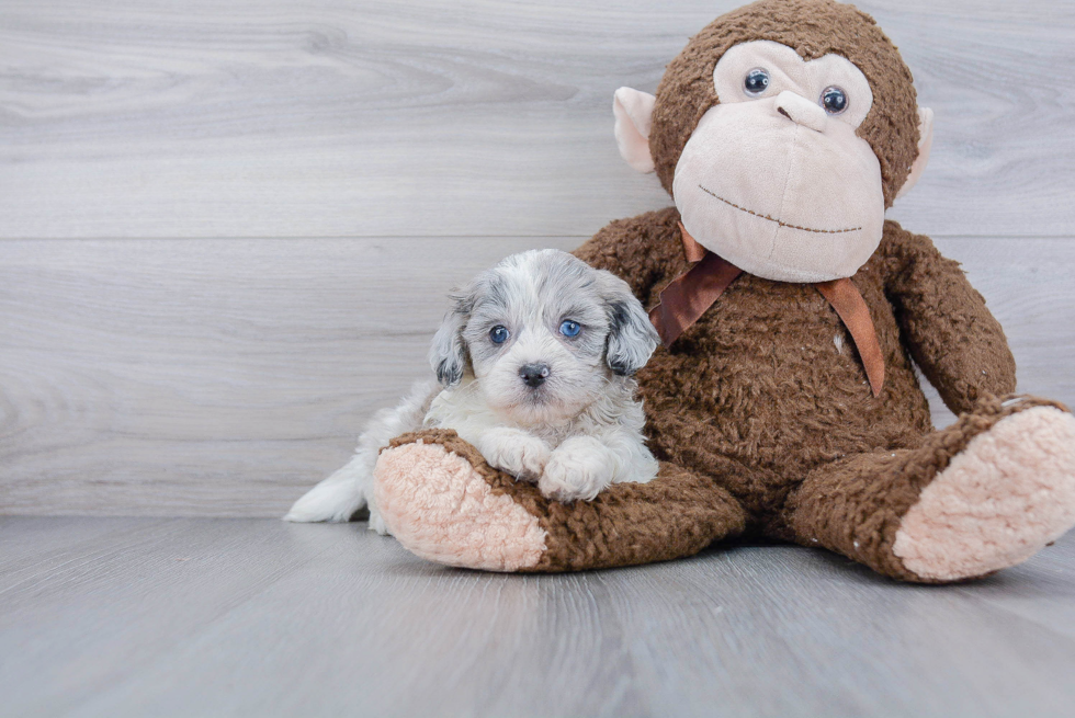 Shih Poo Puppy for Adoption